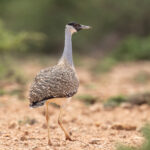 Heuglin's Bustard (image by Mark Beaman)