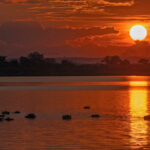 Hippopotami in the sunset (image by Pete Morris)