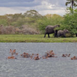 Hippopotami & African Elephants (image by Pete Morris)