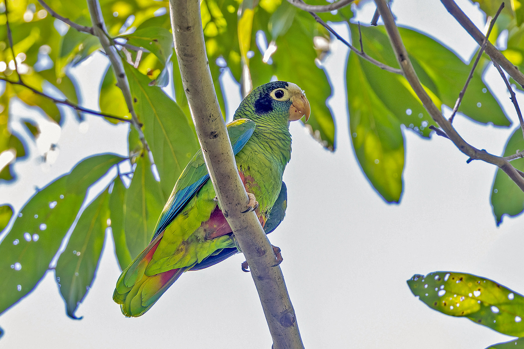 Hispaniolan Amazon (image by Pete Morris)