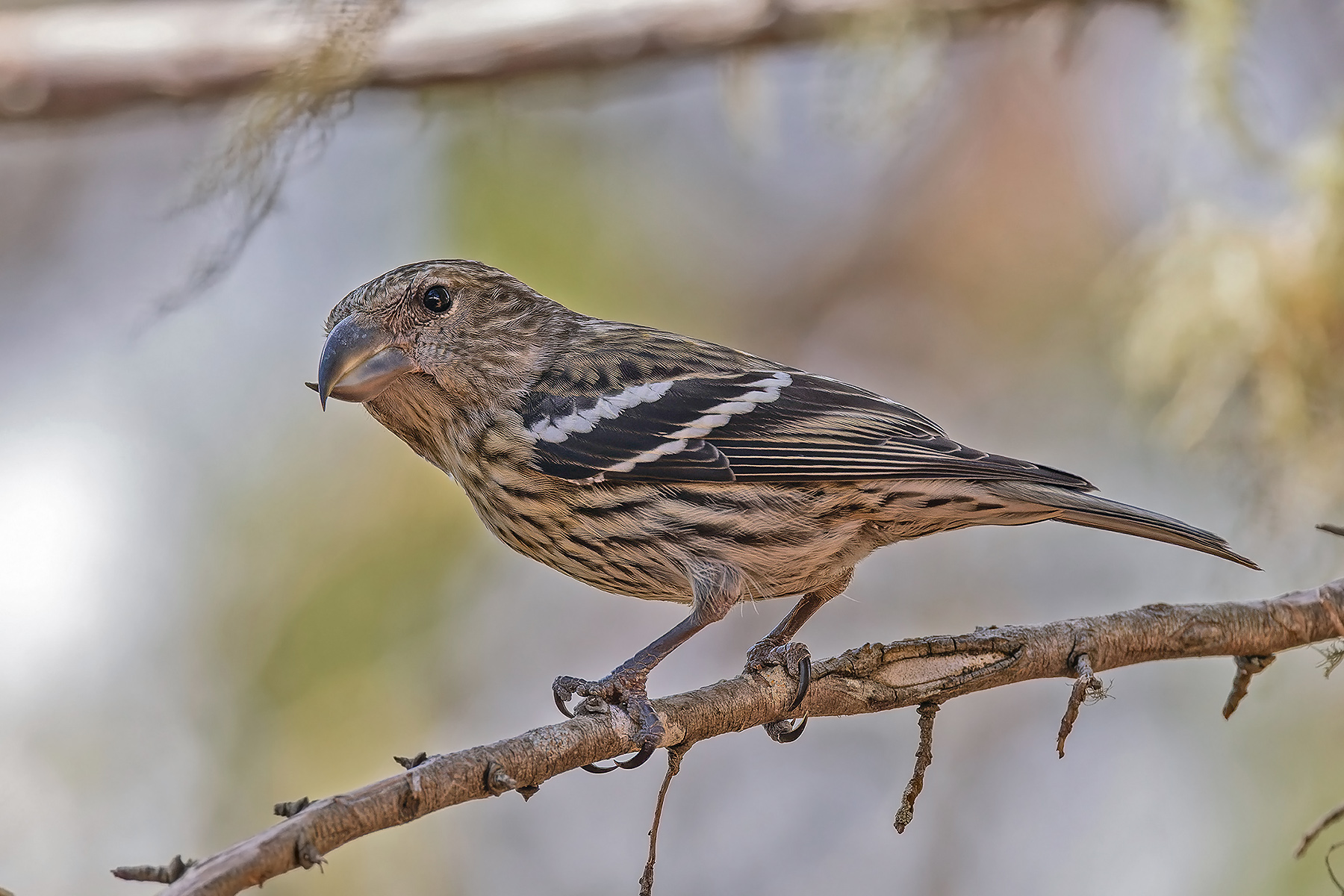 Hispaniolan Crossbill (image by Pete Morris)