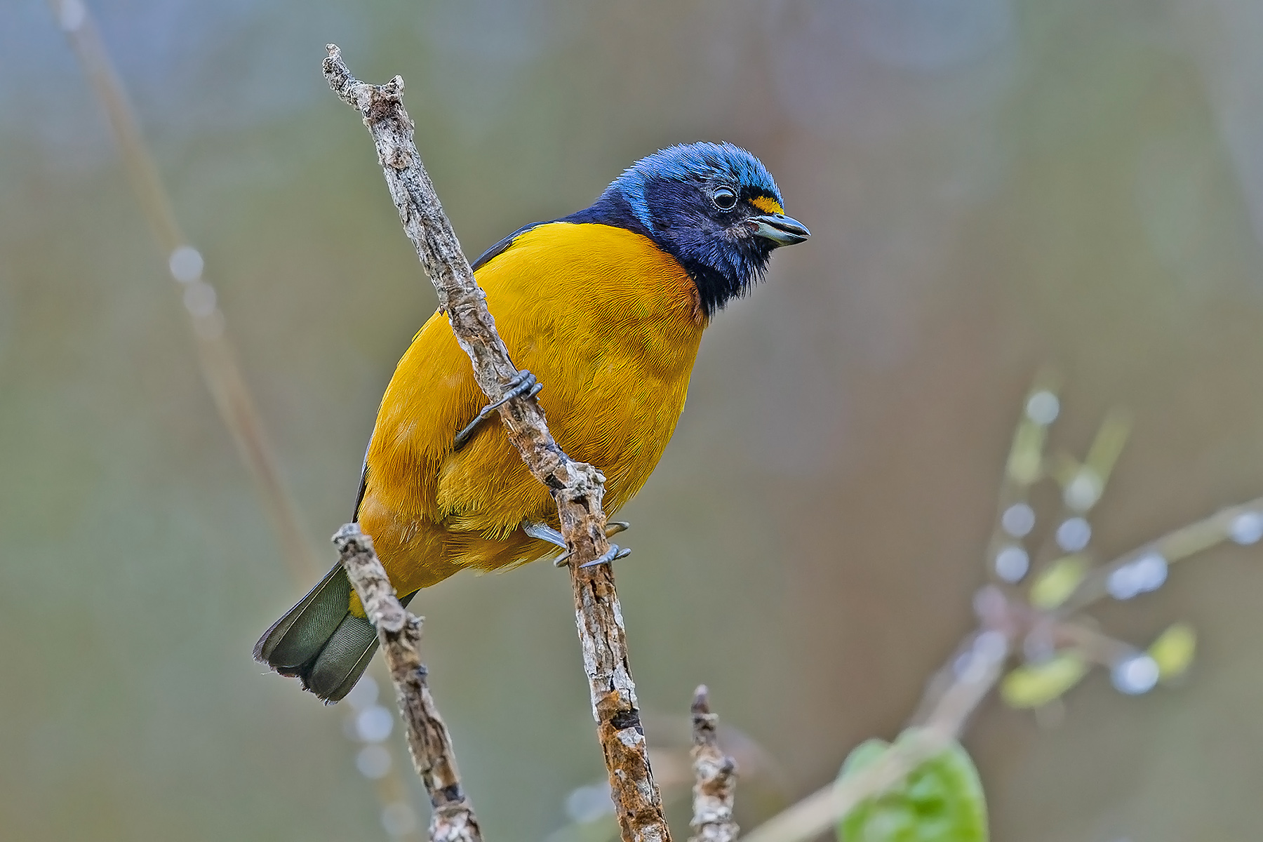 Hispaniolan Euphonia (image by Pete Morris)