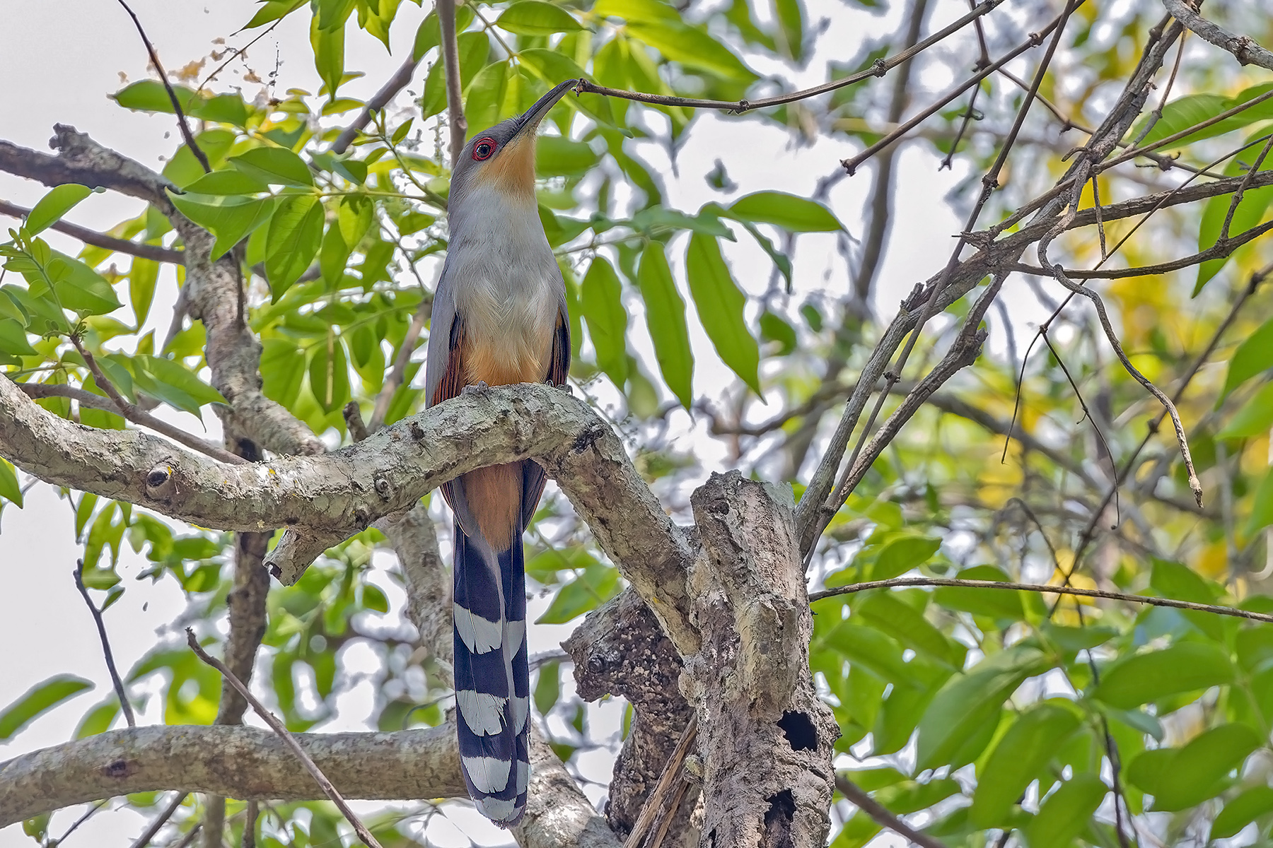 Hispaniolan Lizard Cuckoo (image by Pete Morris)