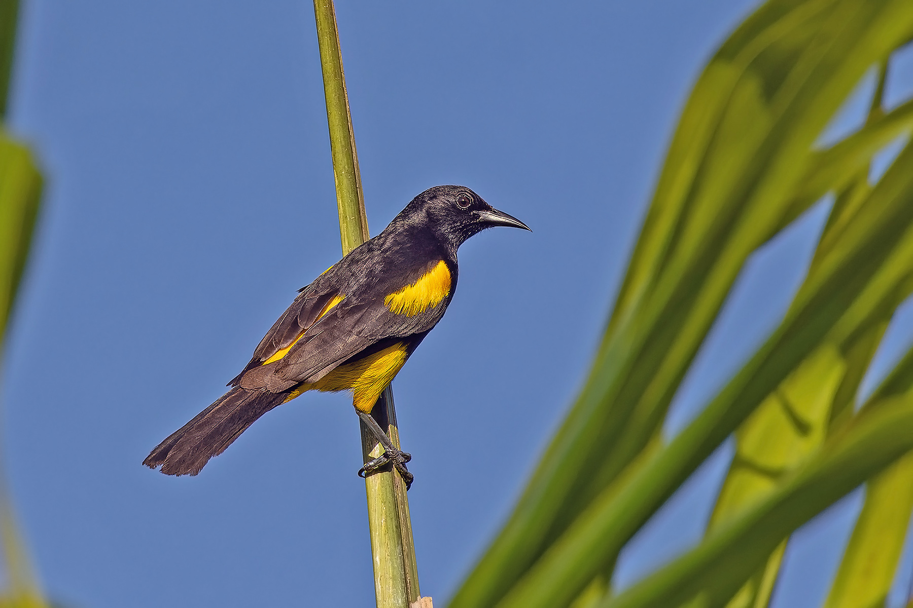 Hispaniolan Oriole (image by Pete Morris)