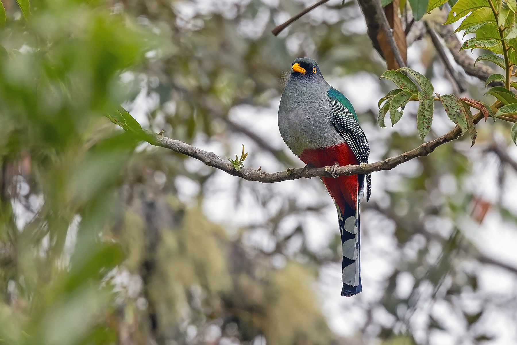 Hispaniolan Trogon (image by Pete Morris)