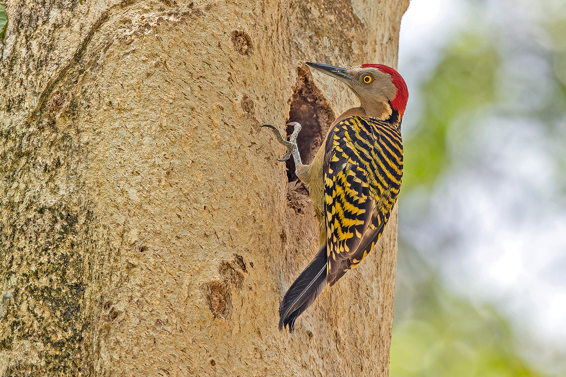Hispaniolan Woodpecker (image by Pete Morris)