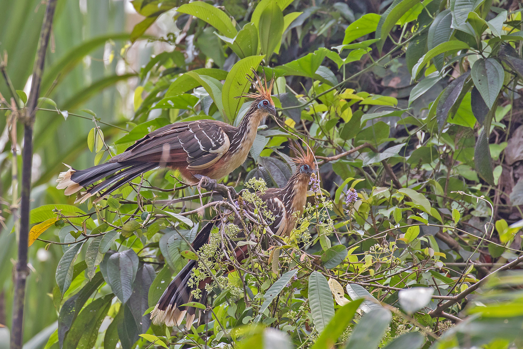 Hoatzin (image by Pete Morris)