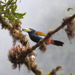 Hooded Mountain Toucan (image by Leo Garrigues)