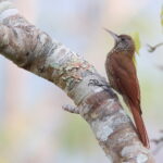 Inambari Woodcreeper (image by János Oláh)