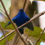 Indigo Flowerpiercer (image by Leonardo Garrigues)