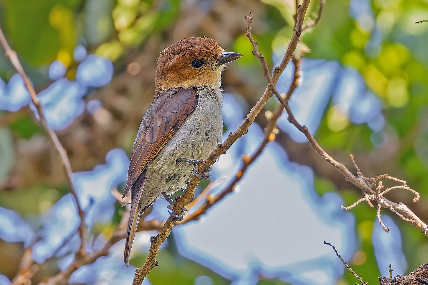 Jamaican Becard (image by Pete Morris)