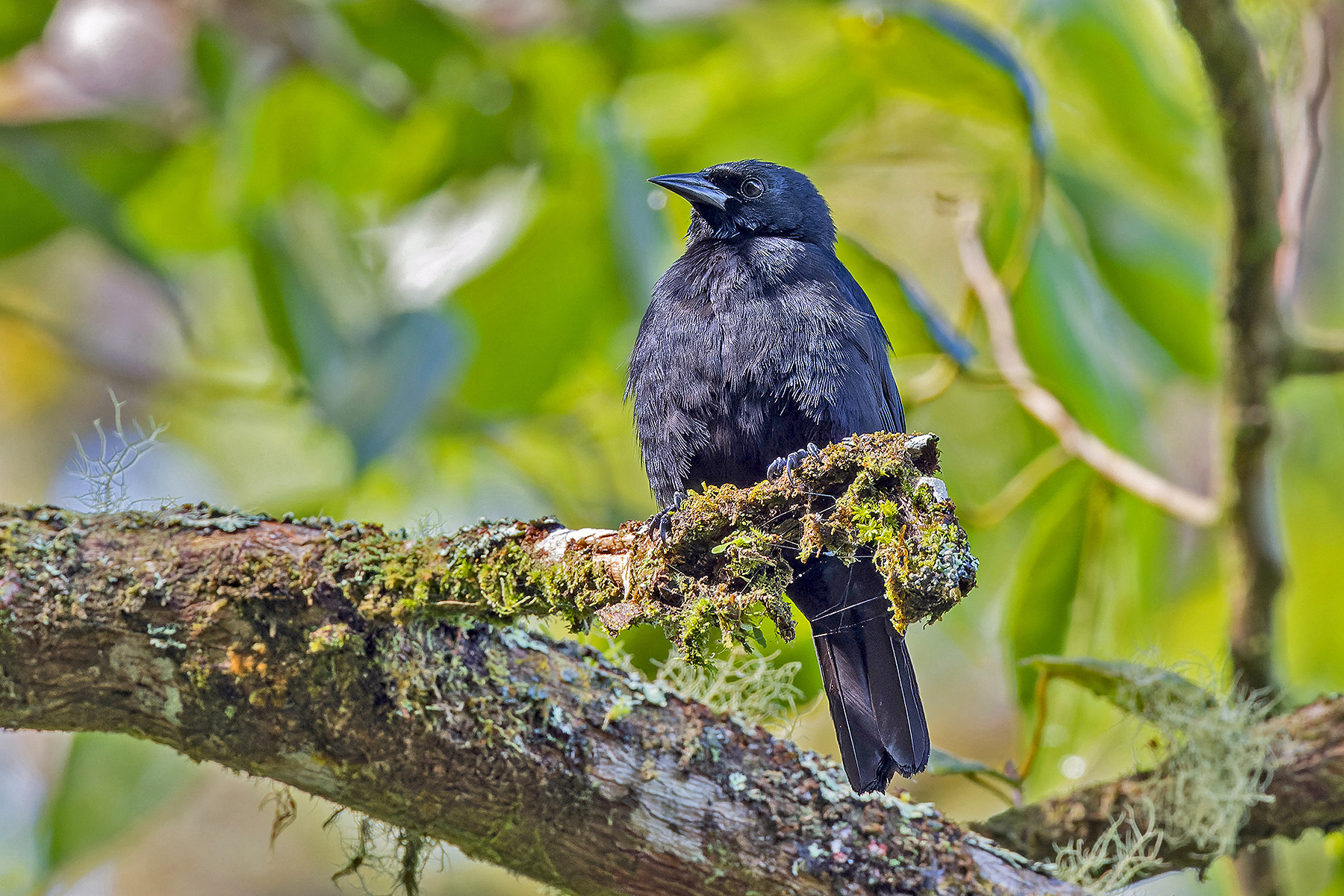Jamaican Blackbird (image by Pete Morris)