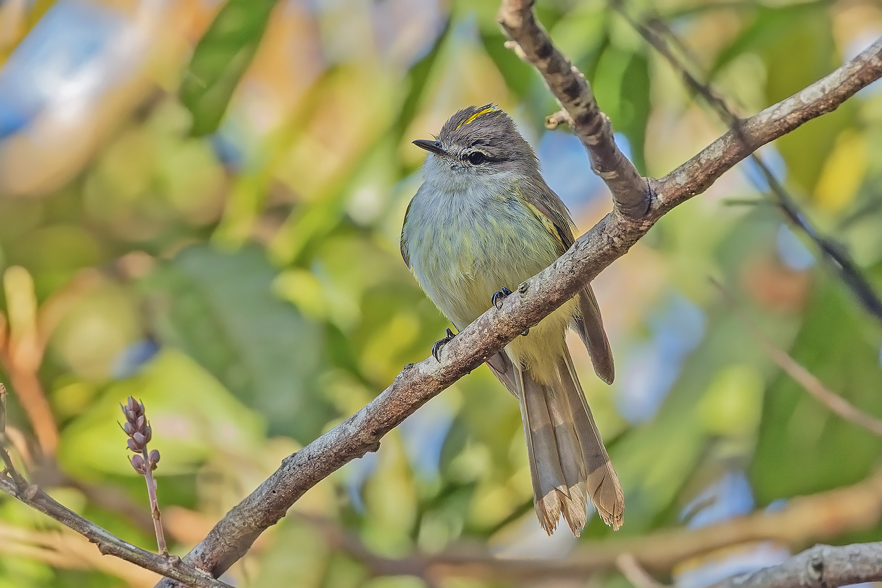 Jamaican Elaenia (image by Pete Morris)