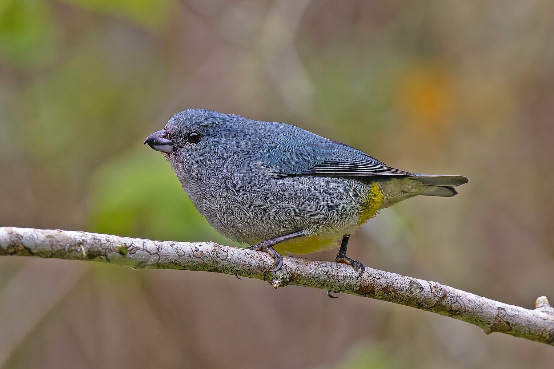 Jamaican Euhoponia (image by Pete Morris)