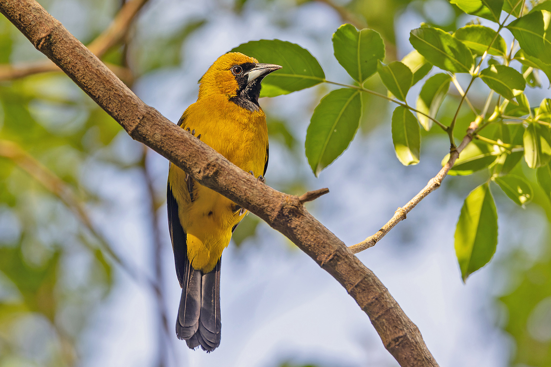 Jamaican Oriole (image by Pete Morris)