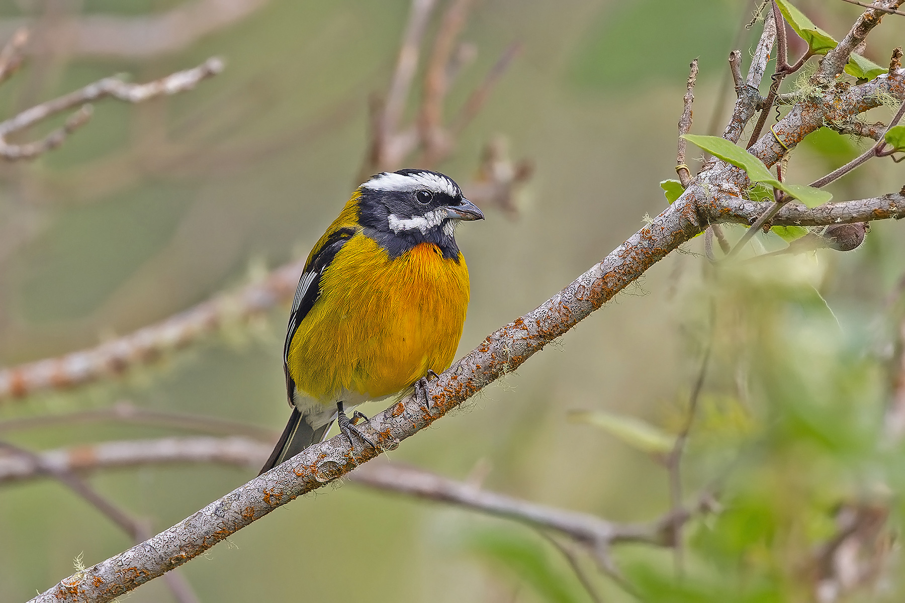 Jamaican Spindalis (image by Pete Morris)
