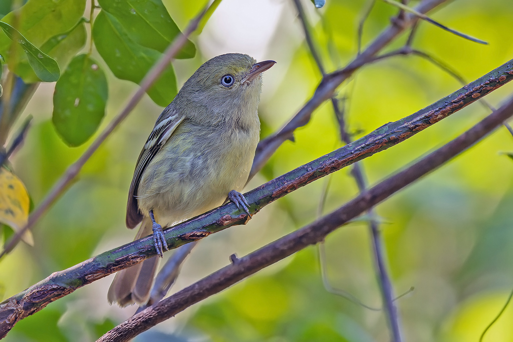 Jamaican Vireo (image by Pete Morris)