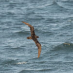 Jouanin's Petrel (image by Mark Beaman)