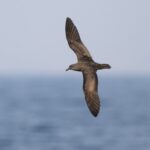 Jouanin's Petrel (image by John Oates)
