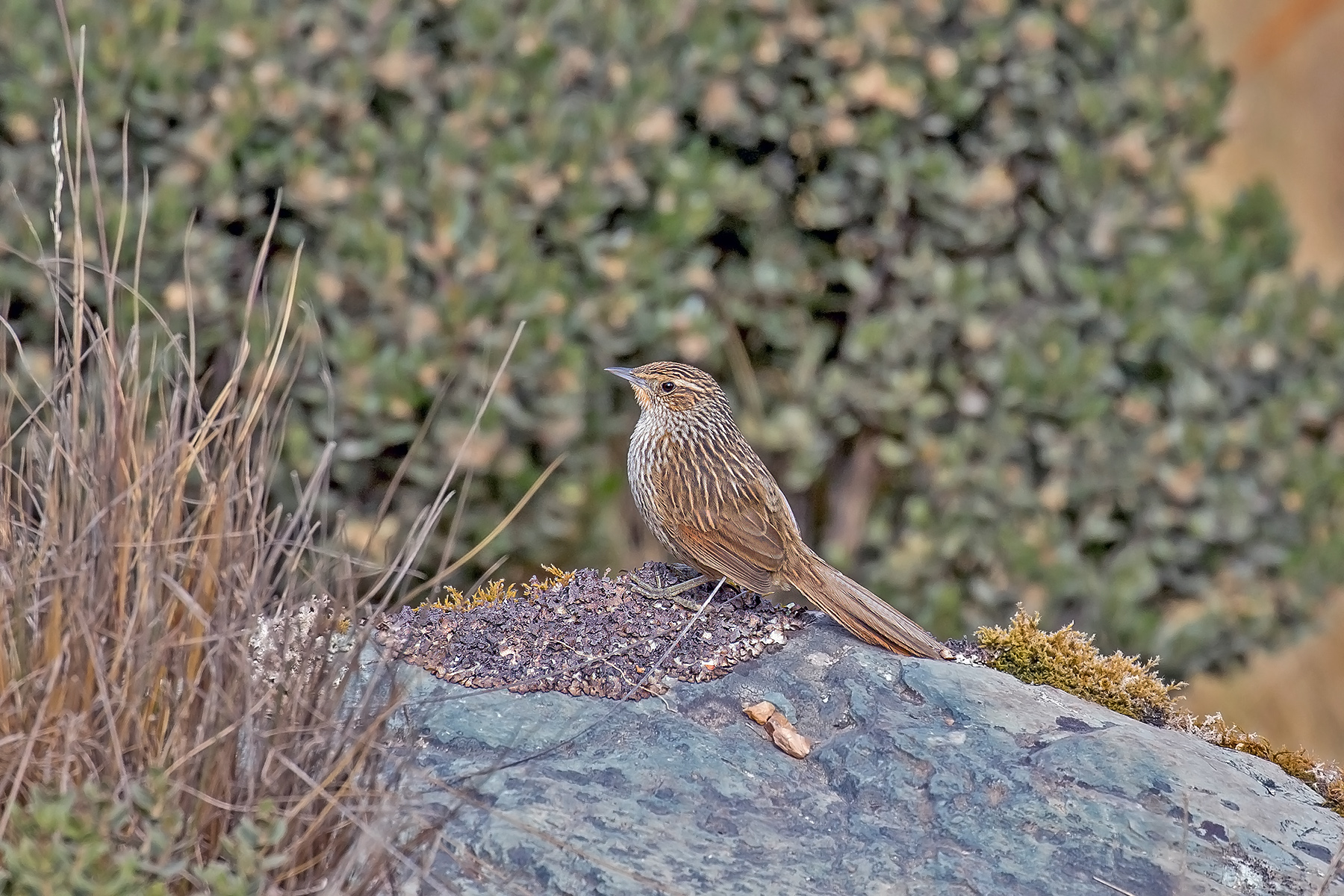 Junin Canastero (image by Pete Morris)