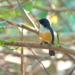 Kaloa Blue Flycatcher (image by Craig Robson)