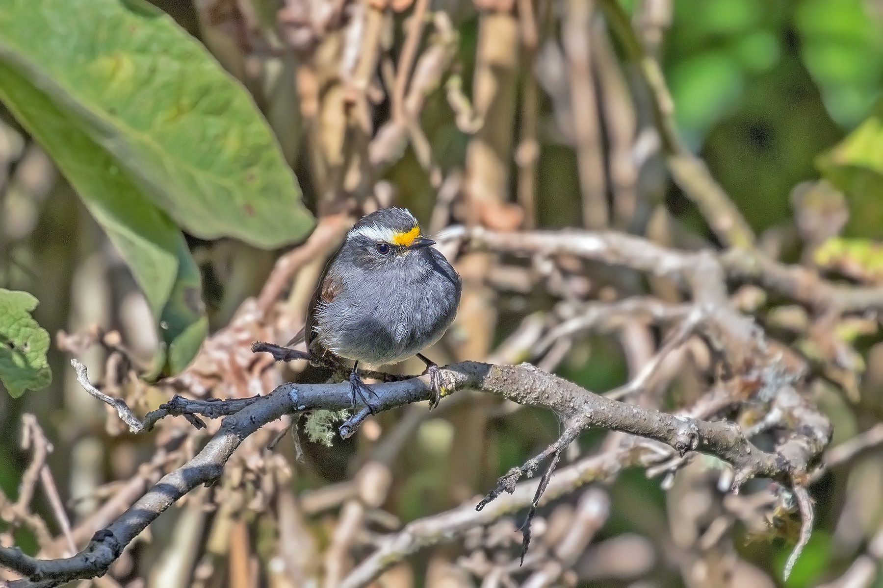 Kalinowski's Chat-Tyrant (image by Pete Morris)