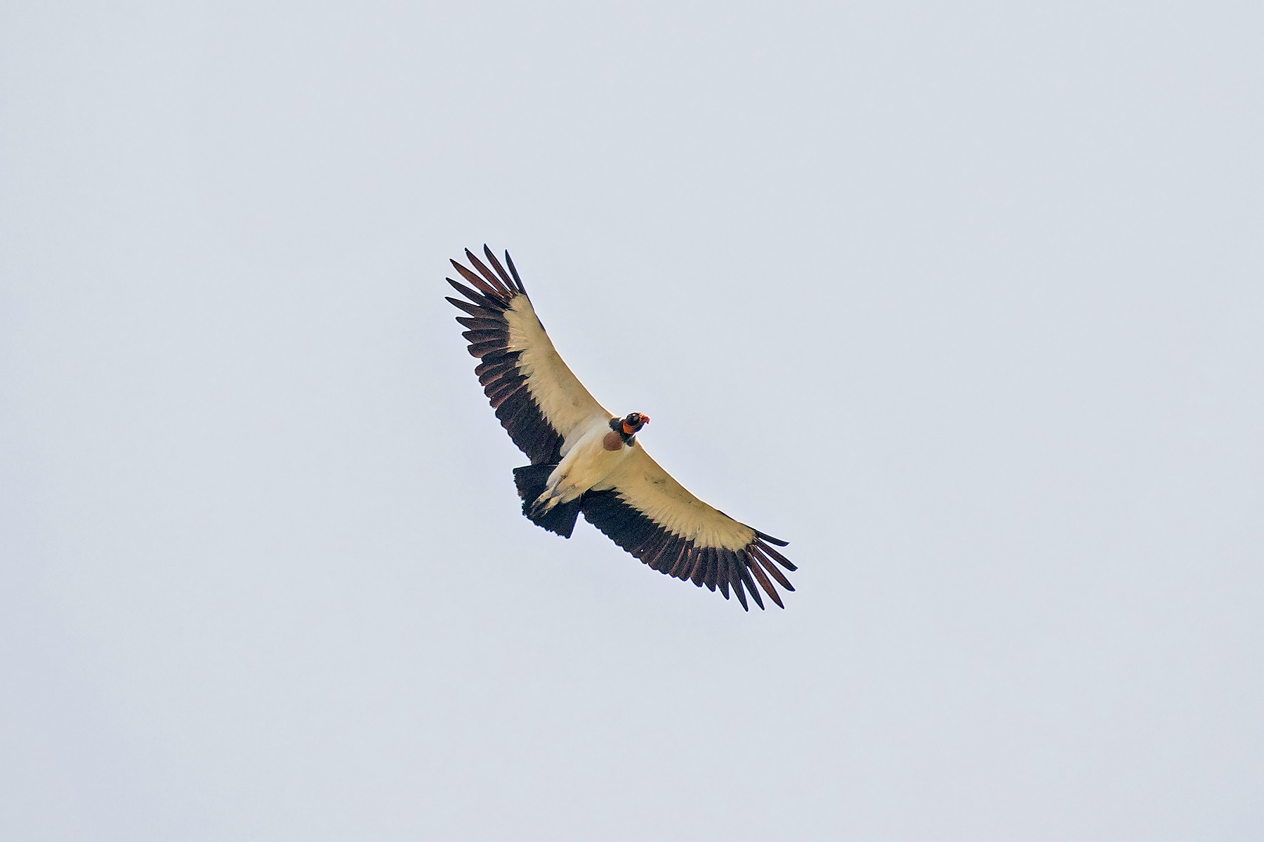 King Vulture (image by Pete Morris)