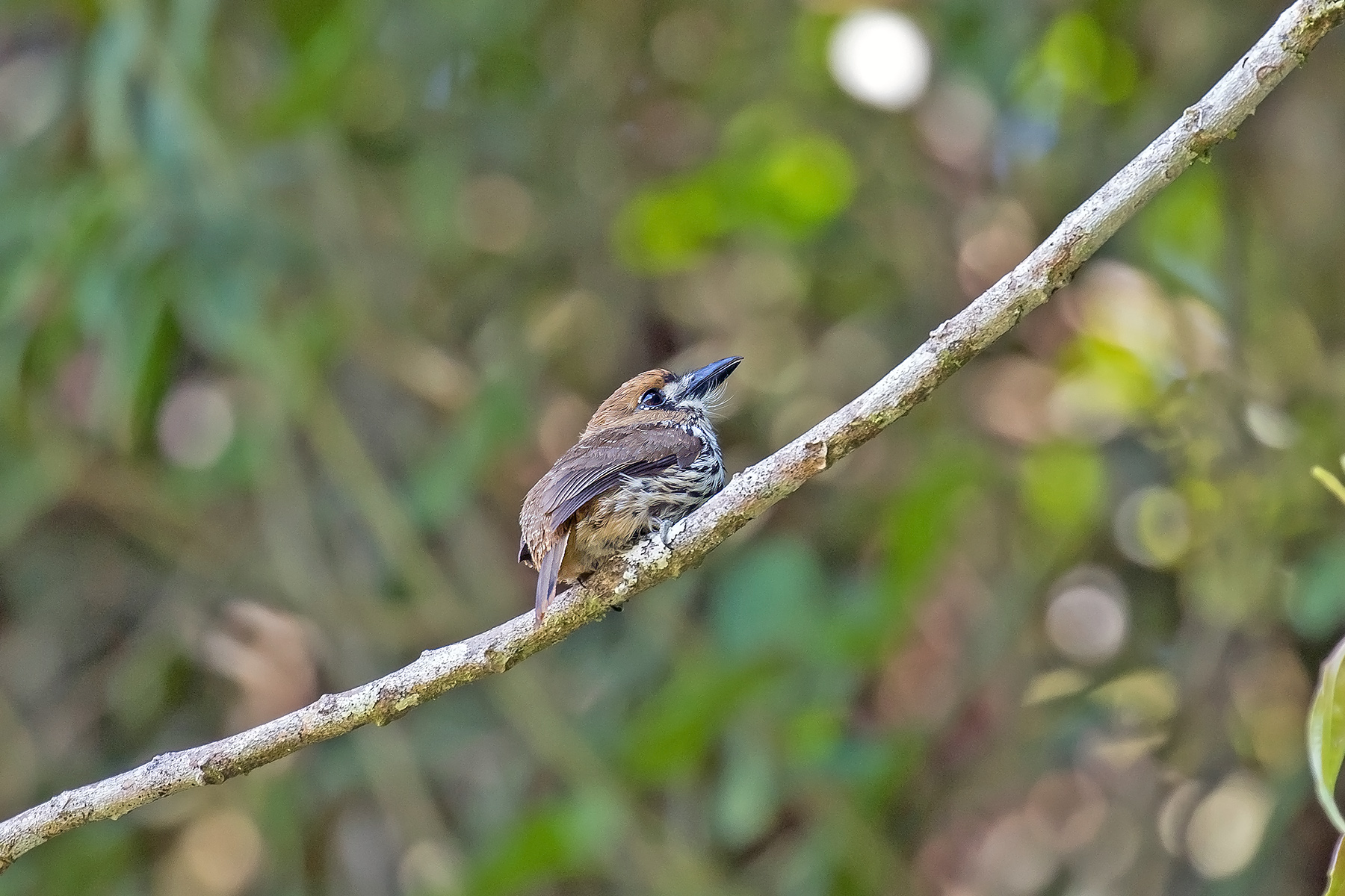 Lanceolated Monklet (image by Pete Morris)
