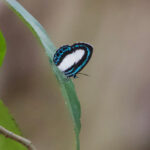 Large Green-banded Blue on Yamdena (image by Craig Robson)