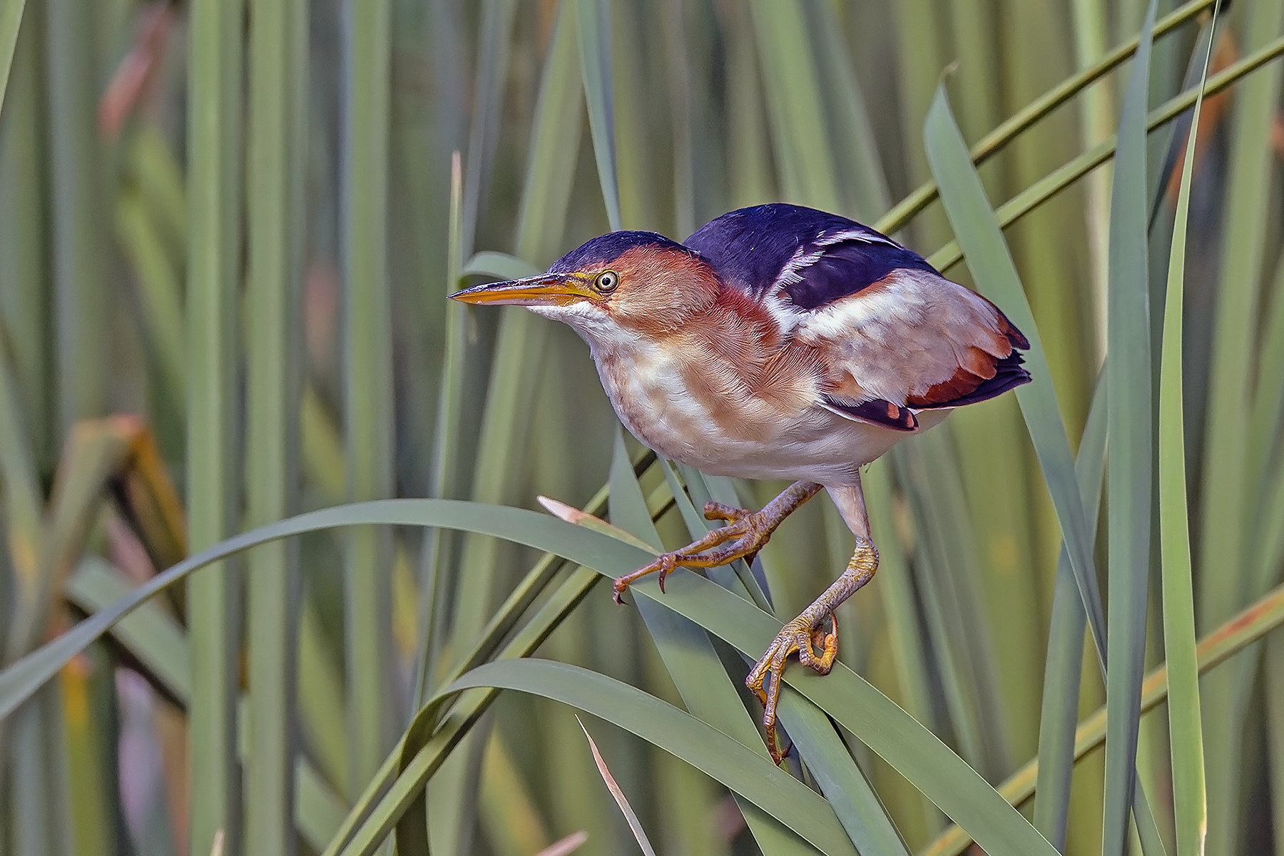 Least Bittern (image by Pete Morris)