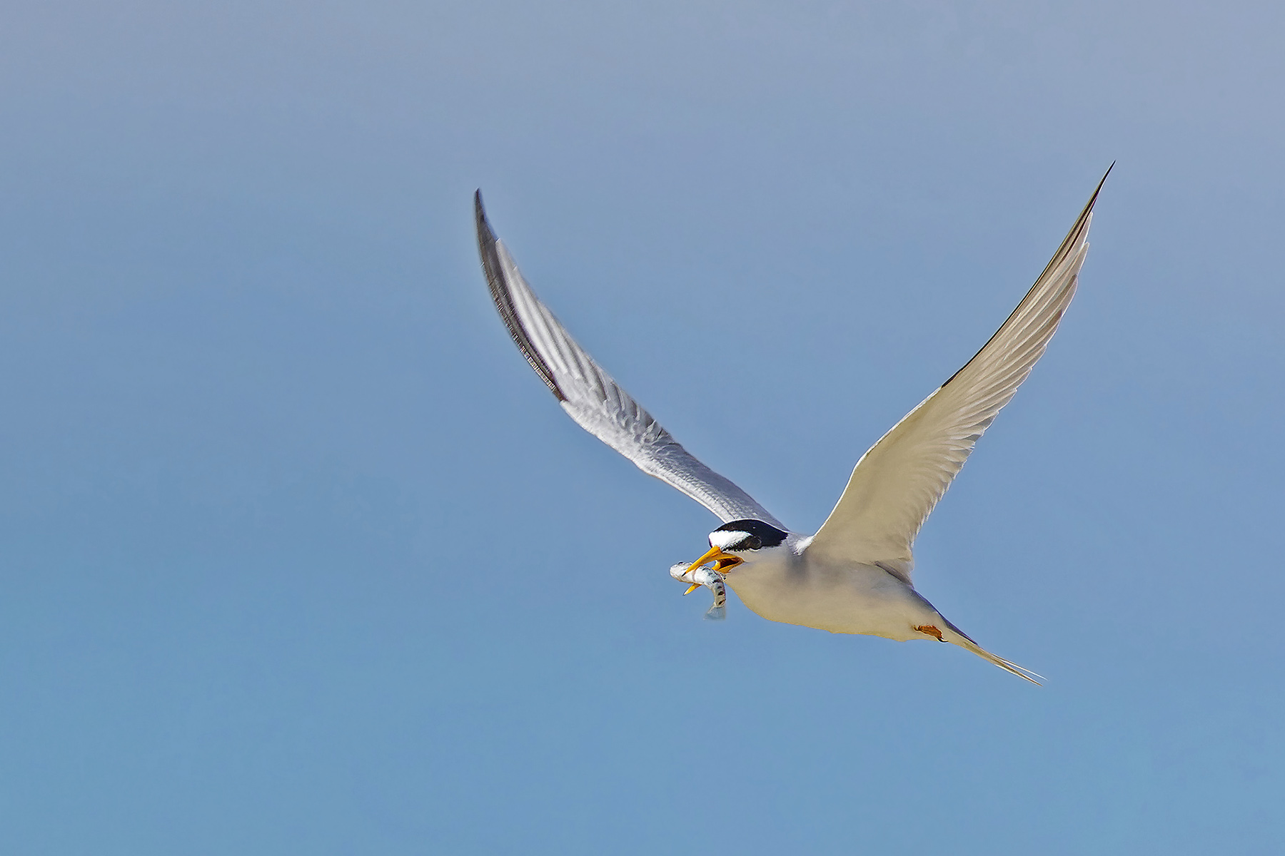 Least Tern (image by Pete Morris)