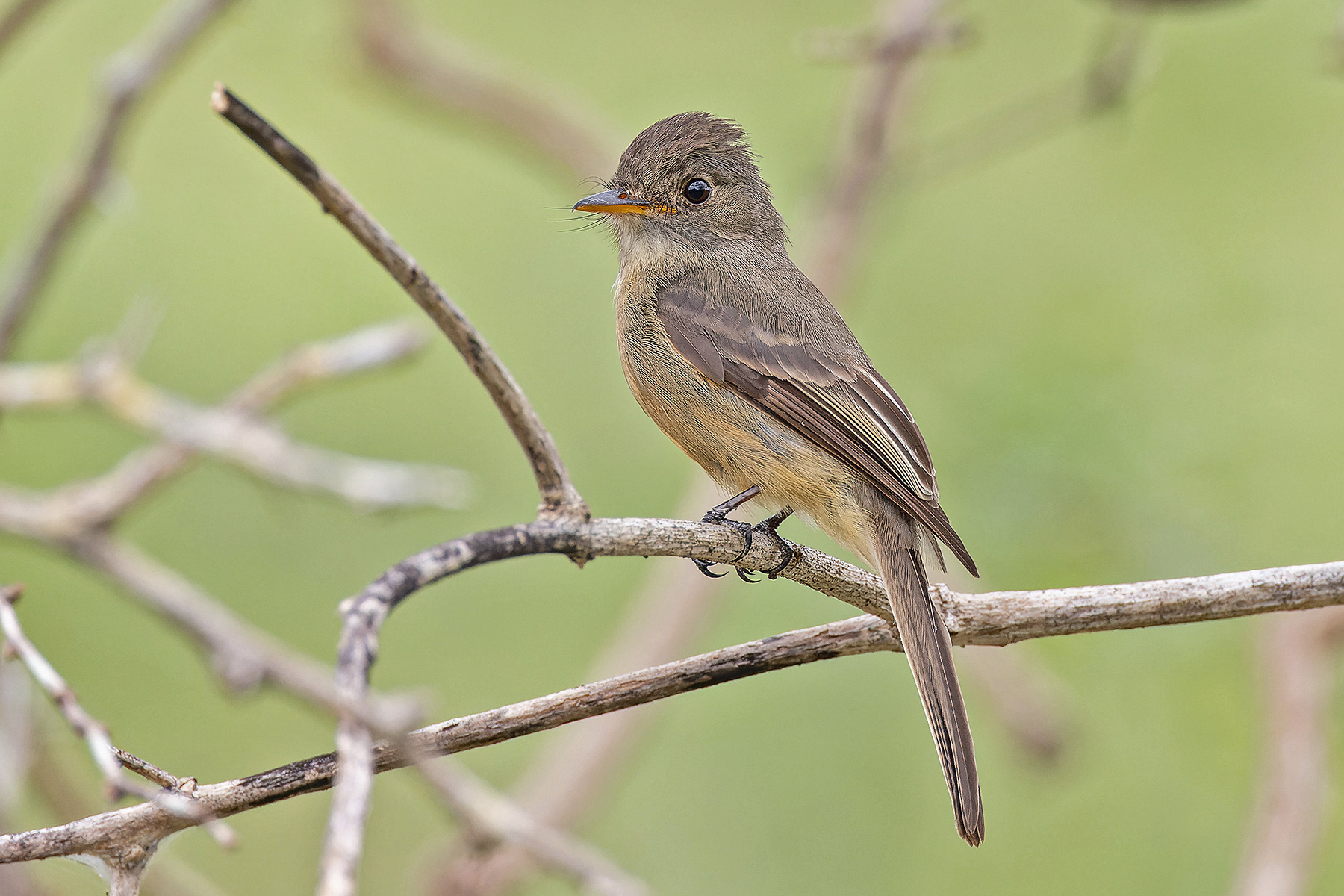 Puerto Rican form of Lesser Antillean Pewee (image by Pete Morris)