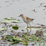 Lesser Jacana (image by Pete Morris)