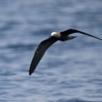 Lesser Noddy (image by John Oates)