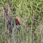 Lesser Seedcracker (image by Pete Morris)