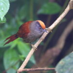 Light-crowned Spinetail ssp discolor (image by János Oláh)