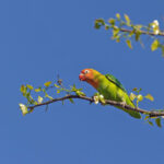 Lillian's Lovebird (image by Pete Morris)