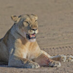 Lioness (image by Pete Morris)