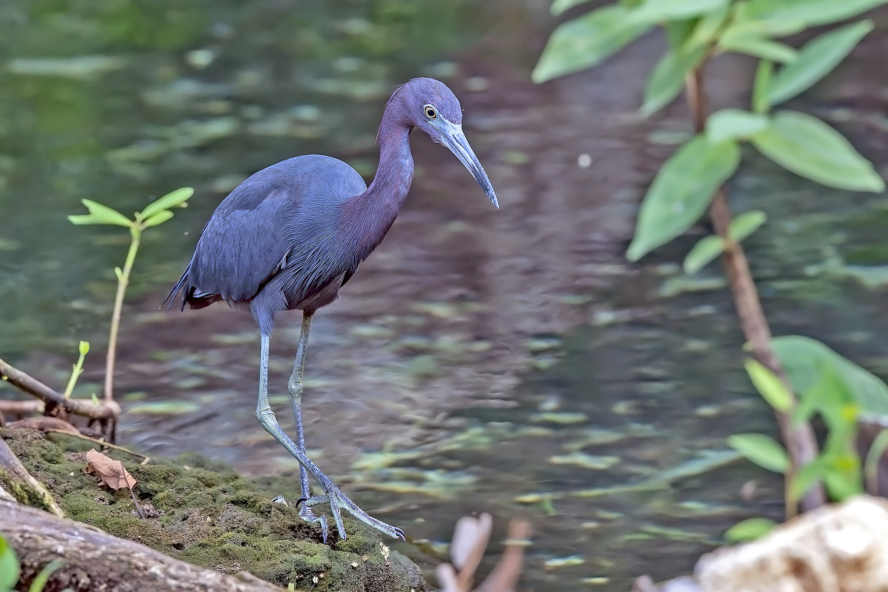Little Blue Heron (image by Pete Morris)