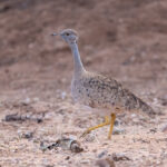 Little Brown Bustard (image by Mark Beaman)