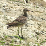 Little Curlew (image by Craig Robson)