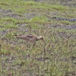 Little Curlew (image by Richard Drew)