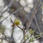 Livingstone's Flycatcher (image by Pete Morris)