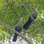 Livingstone's Turaco (image by Pete Morris)