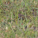 Locust Finch (image by Pete Morris)