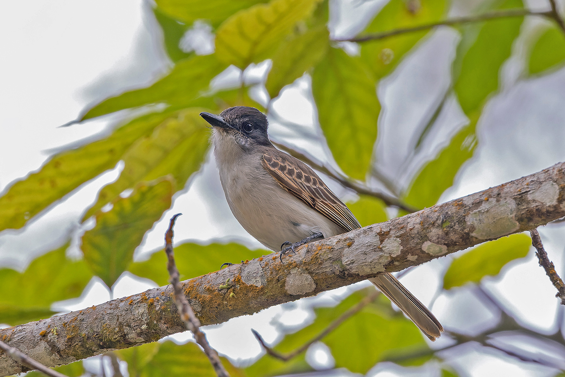 Hispaniolan form of Loggerhead Kingbird (image by Pete Morris)