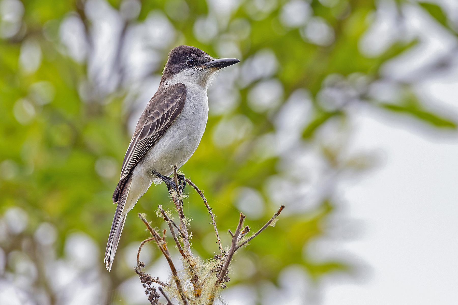 Jamaican form of Loggerhead Kingbird (image by Pete Morris)