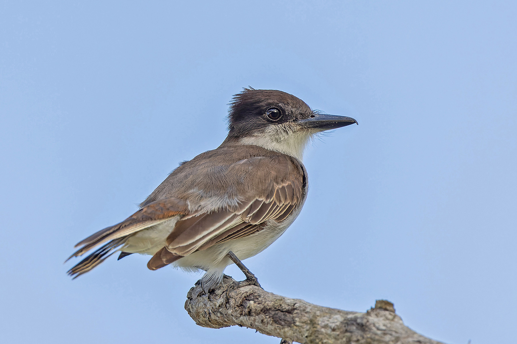 Puerto Rican form of Loggerhead Kingbird (image by Pete Morris)