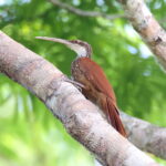 Long-billed Woodcreeper (image by János Oláh)