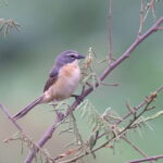 Long-tailed Reed Finch (image by János Oláh)